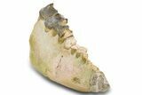 Fossil Titanothere (Megacerops) Jaw - South Dakota #300031-2